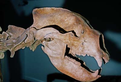 Cave Bear - Arctodus simus